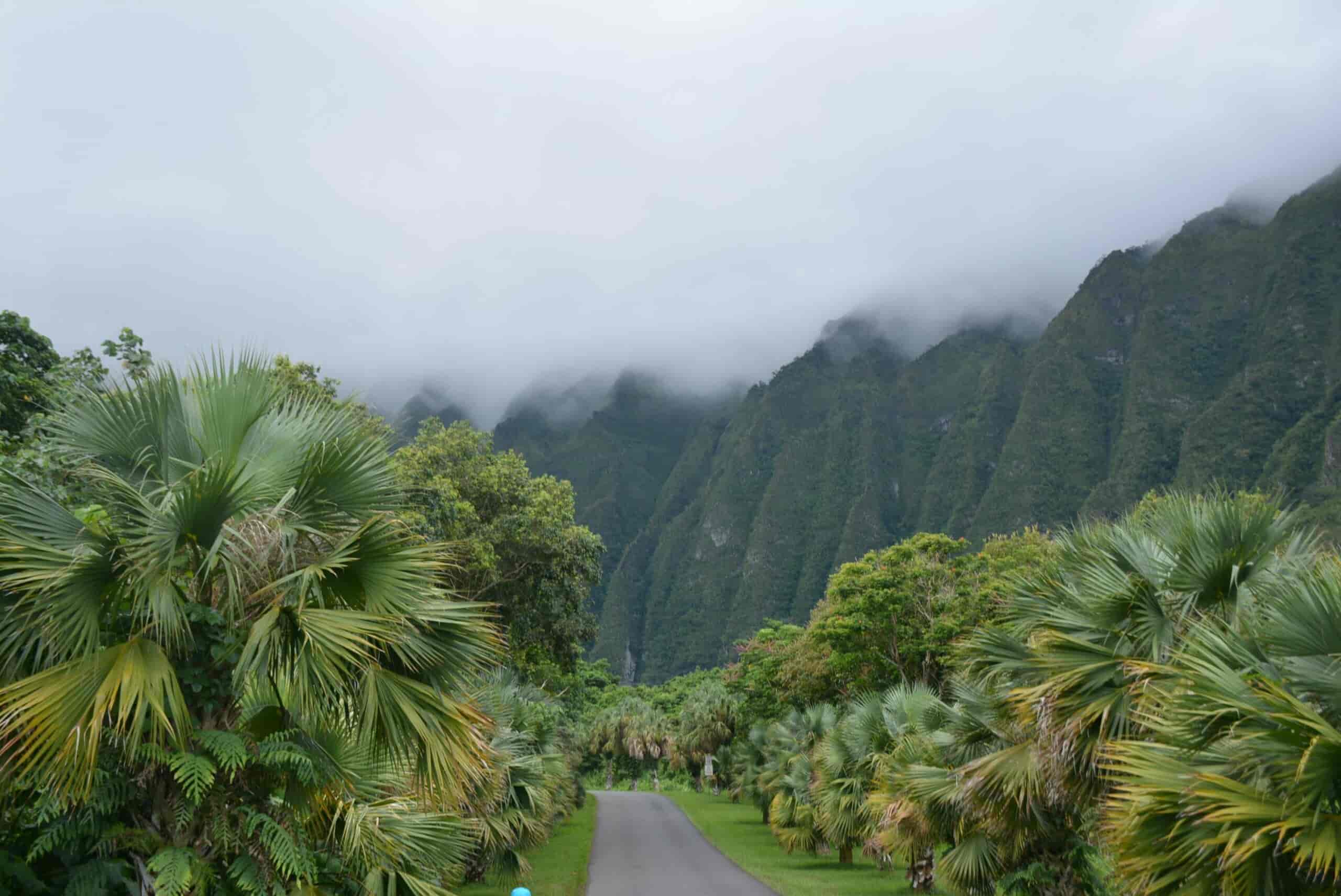 Unveiling Oahu’s Botanical Gems: A Nature Lover’s Paradise